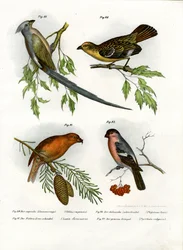 Musefugl, 1864